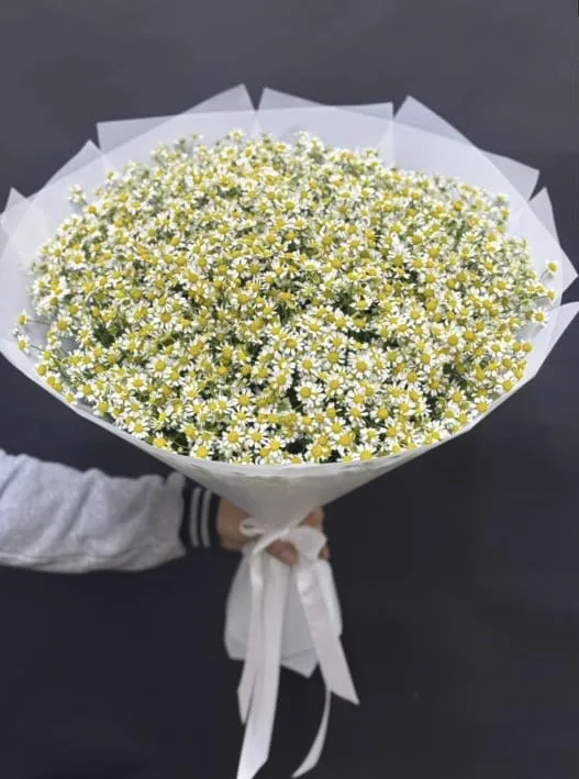 Ромашковое облако